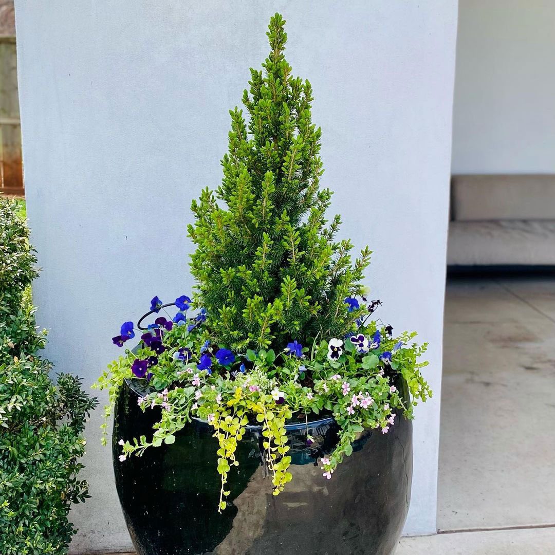 Evergreen Centerpiece 