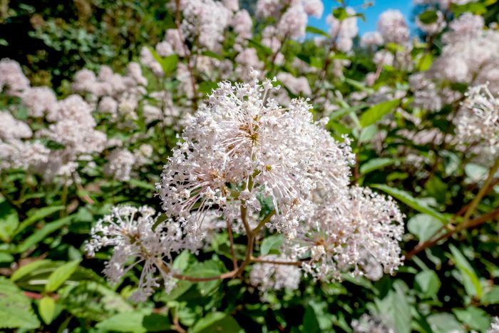 New Jersey tea plant flowers