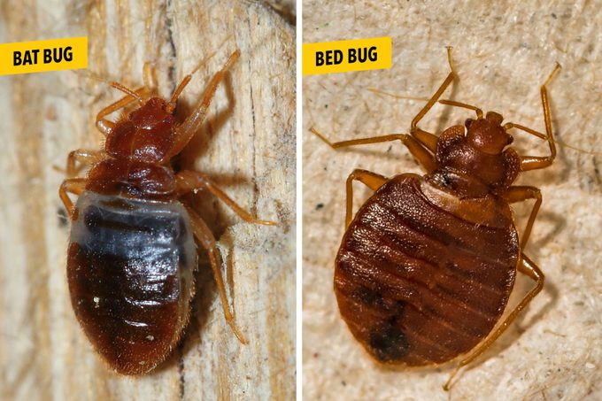 comparison of Bat Bug Vs Bed Bug with labels