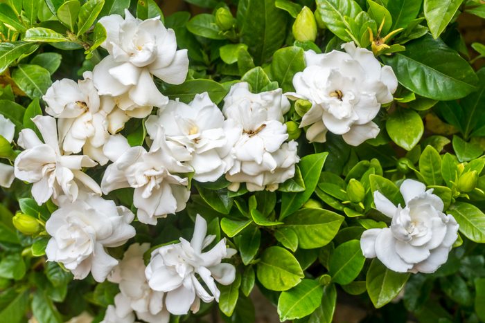 White flowers bloom among lush green leaves, creating a vibrant, natural scene in a garden setting.