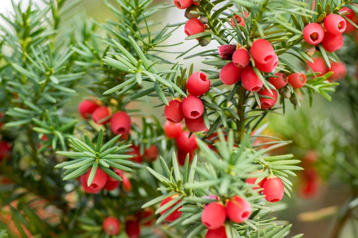 Bright red berries hang from a green, leafy branch, surrounded by additional dark green foliage in a natural outdoor setting.