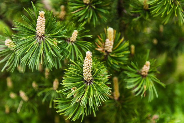 Green pine tree branches display clusters of young cones, surrounded by lush, needle-like foliage in a vibrant natural setting.