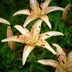 How to Plant Tiger Lily Bulbs— Tiger Lily Care Tips