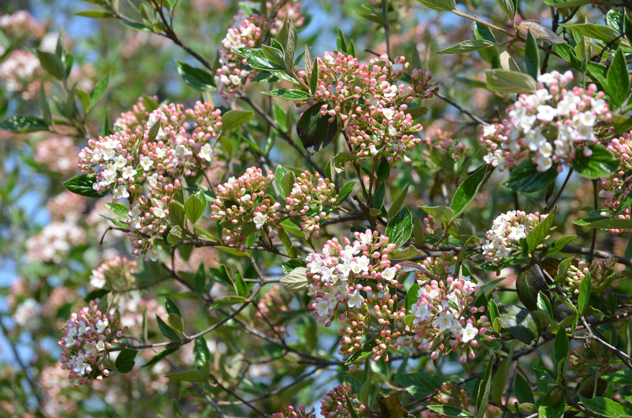Shrub with many delicate white flowers of Viburnum carlesii plant commonly known as arrowwood or Korean spice viburnum in a garden in a sunny spring day, beautiful floral background