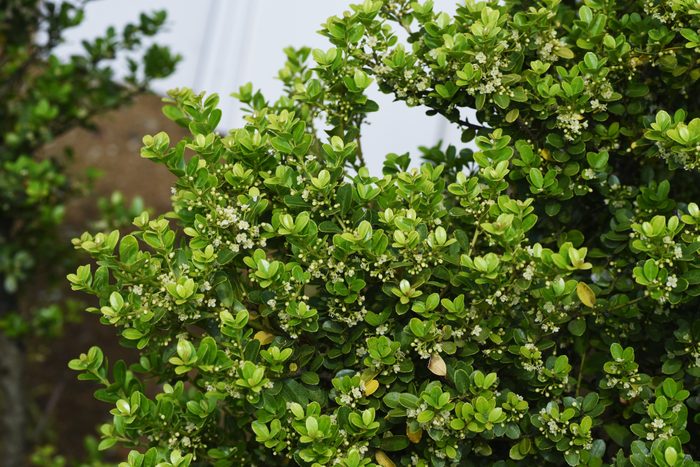 Lush green shrub features small white flowers blooming among vibrant leaves, set against a blurred brown background, suggesting a garden or landscaped area.