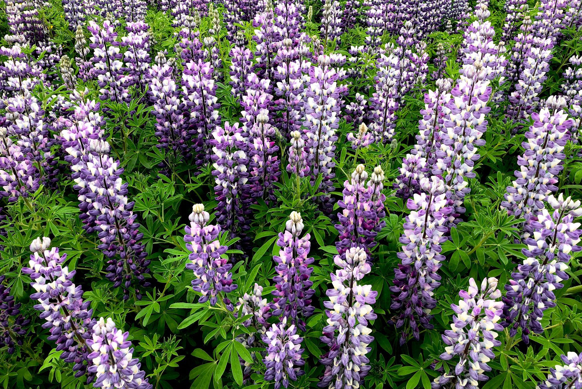 Lupinus nootkatensis flowers