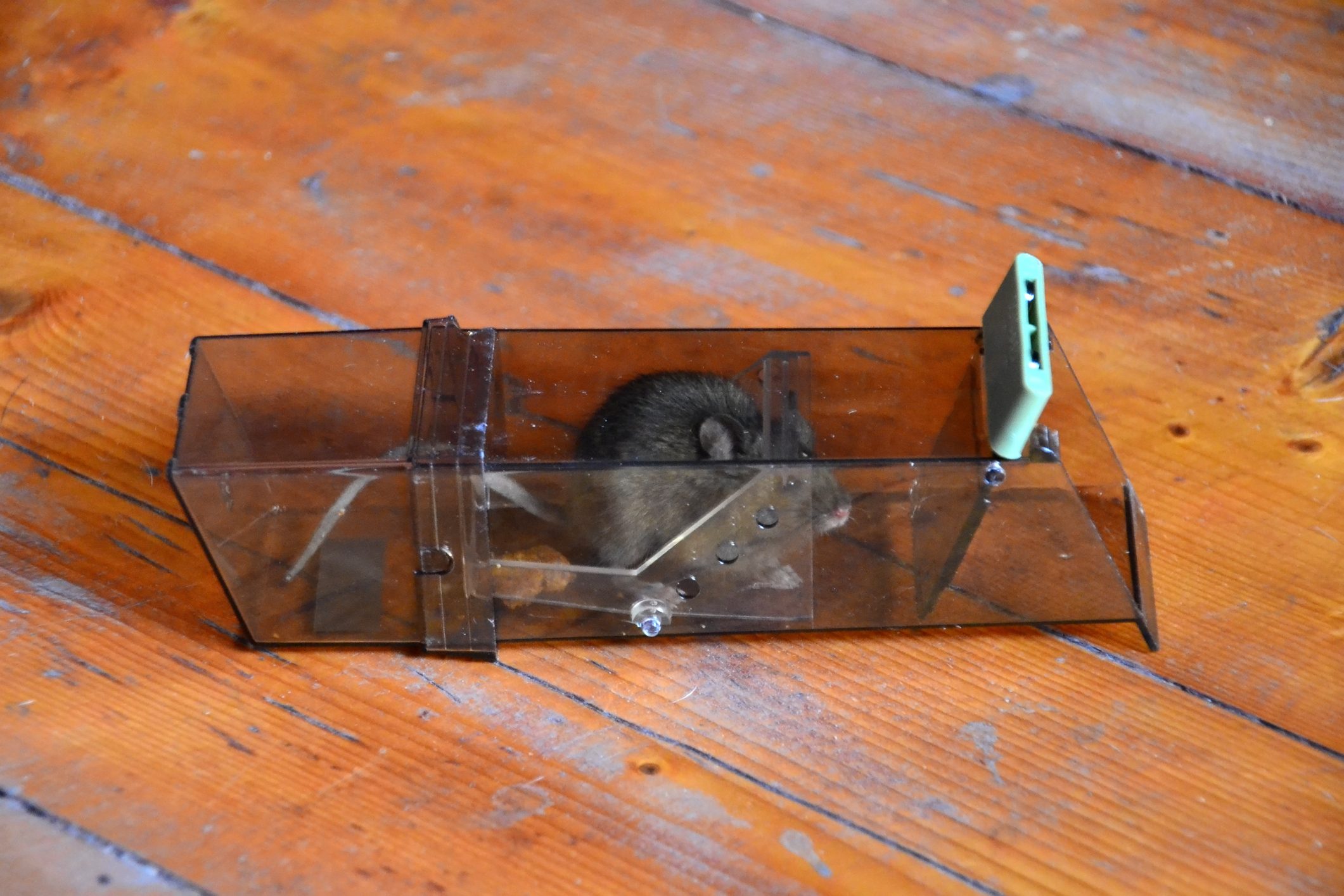 Mouse in the trap in the attic