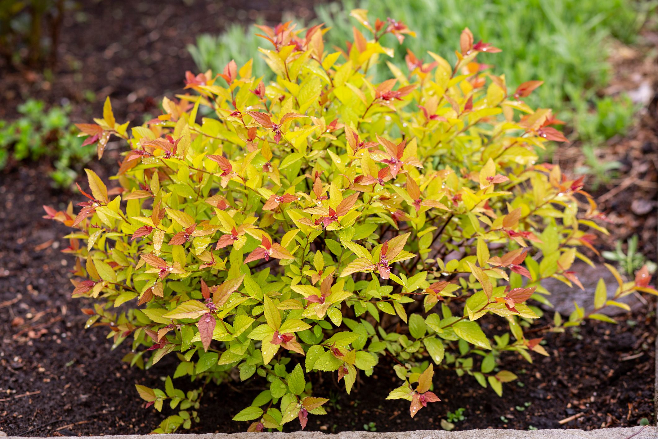 Bright bushes of the Goldflame spirea variety in the spring garden. Gardening, landscape design.