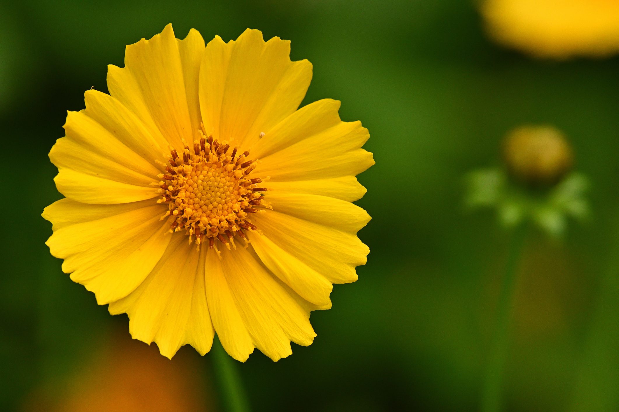 Lanceleaf coreopsis in flowerbed