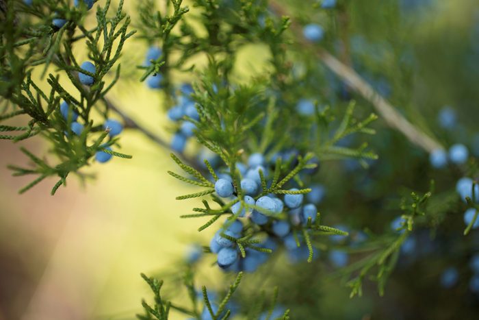 Green branches display clusters of small blue berries, surrounded by a soft, blurred background of muted greens and yellows, suggesting a natural setting.