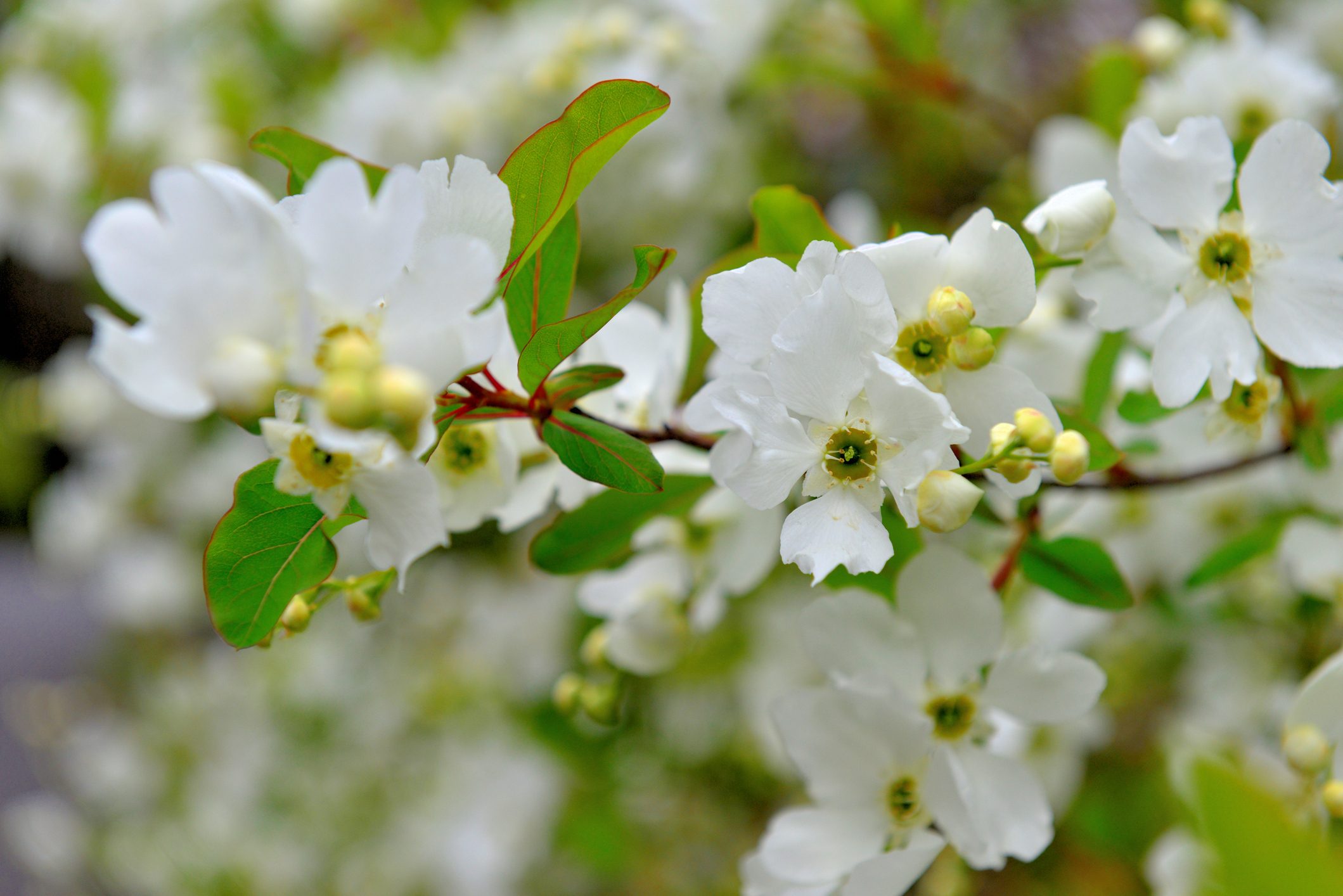 Exochorda racemosa / Common pearlbush / Pearlbush