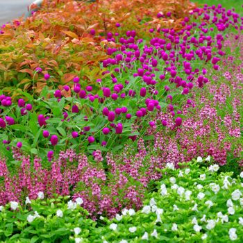 Colorful flowers bloom in vibrant clusters, creating a lush garden bed alongside a pathway. Green foliage contrasts with pink and white blooms.