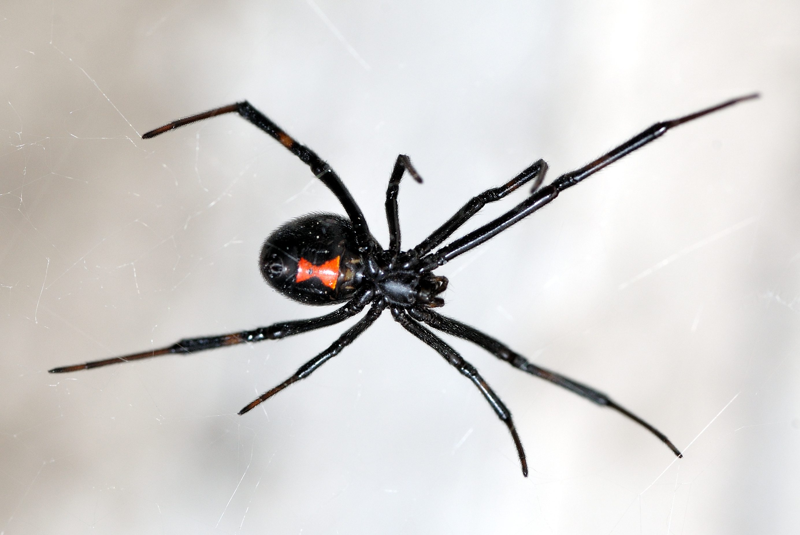 A black widow spider hangs from a web, its slender legs extended. The background features a neutral, light color, emphasizing the spider's dark body and red markings.