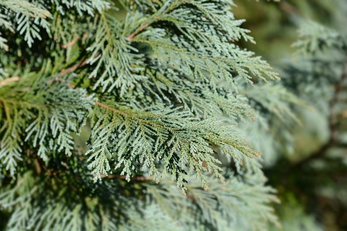 Green cedar branches extend outward, with delicate, needle-like leaves catching the light, surrounded by a blurred backdrop of more greenery.