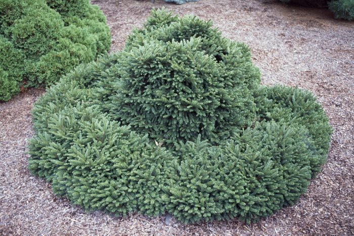 A dense cluster of evergreen shrubs forms a rounded shape, surrounded by brown mulch in a landscaped area.