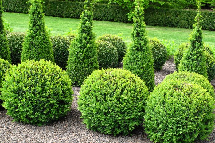 Green shrubs of various shapes, including spheres and cones, are arranged on gravel, surrounded by a manicured lawn and low hedges.