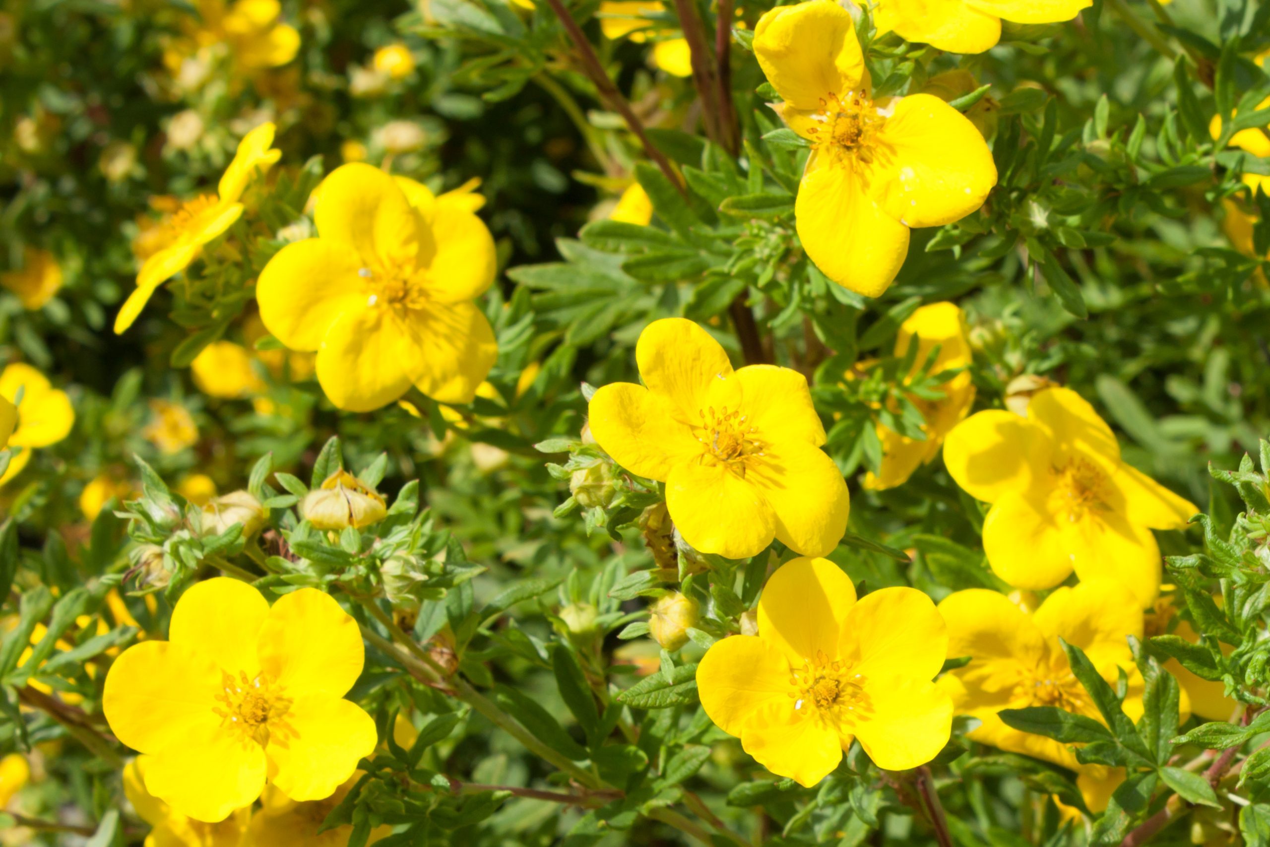 Yellow flowers potentilla fruticosa goldfinger in nature. wallpaper
