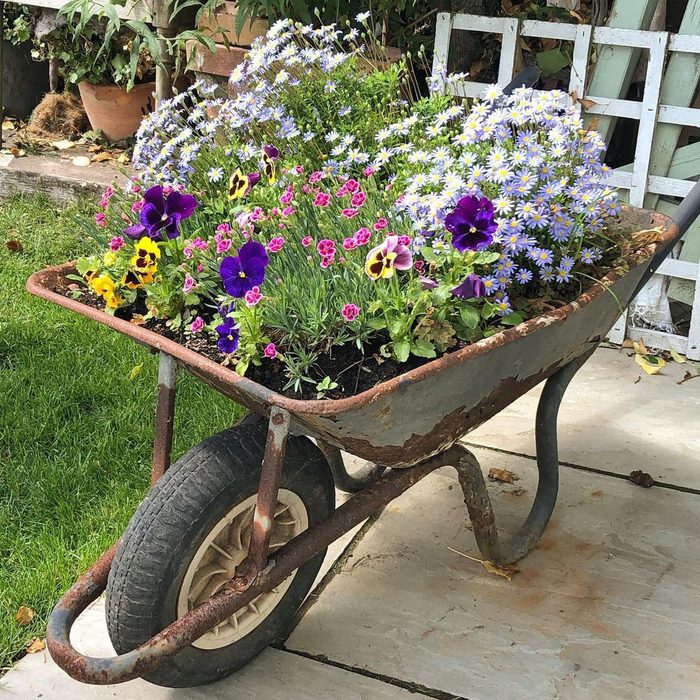 Rusty Wheelbarrow Planter