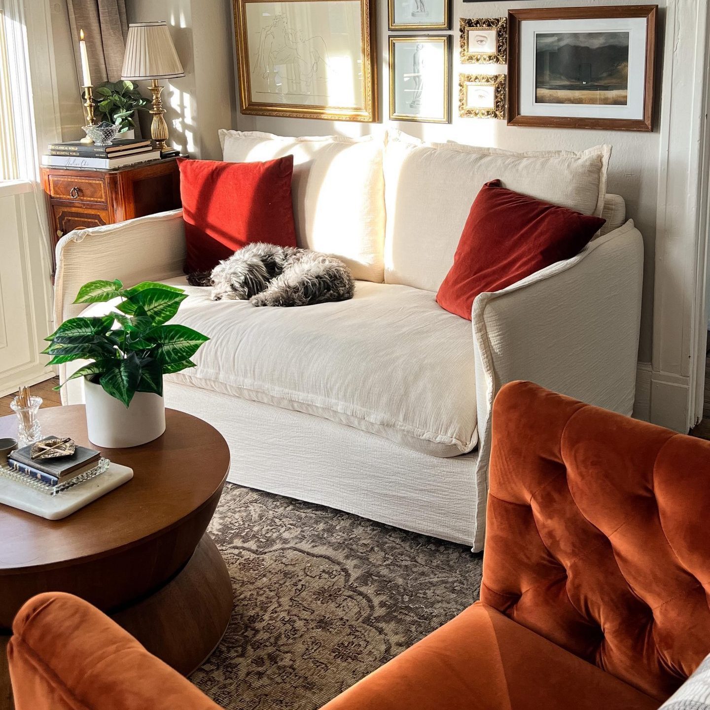 A dog sleeps on a white sofa with red pillows, surrounded by a green plant, a wooden coffee table, and framed artwork in a sunlit room.