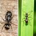 Carpenter Ants vs. Black Ants: What's the Difference Between Them?