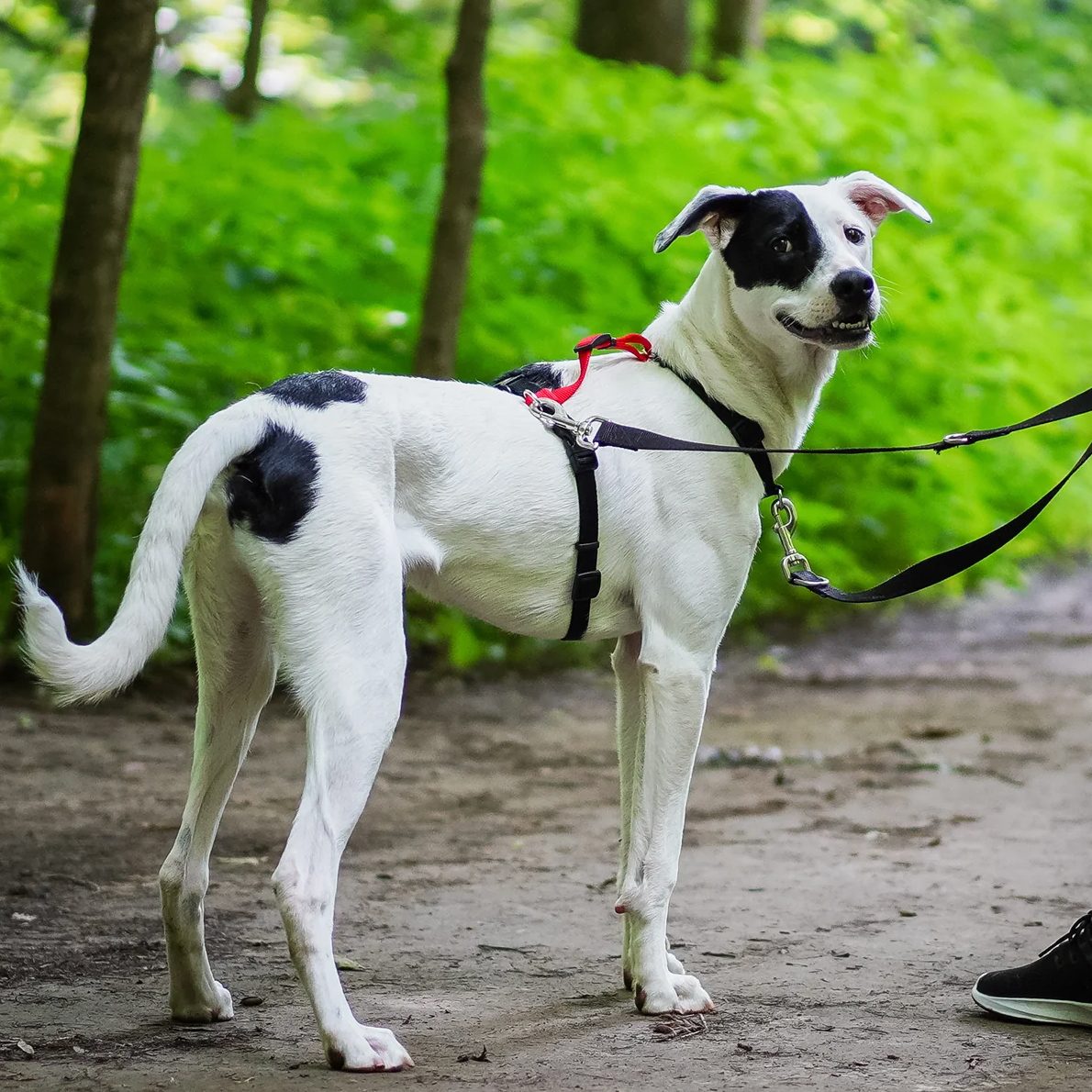 Dog in the woods with a No Pull Harness