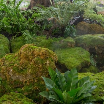 Lush green moss covers rocks and ferns, creating a tranquil setting with slight mist in a vibrant, natural environment.