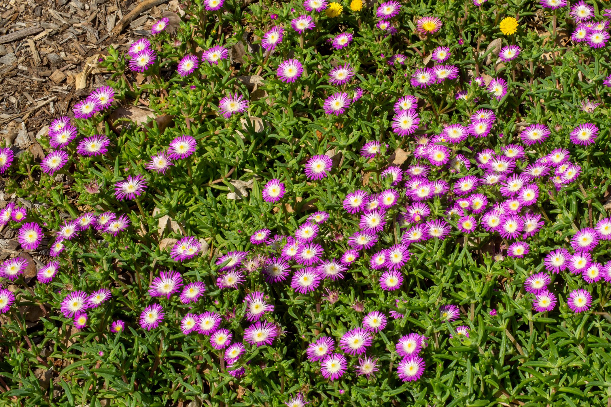 A carpet of purple and white flowers of a 