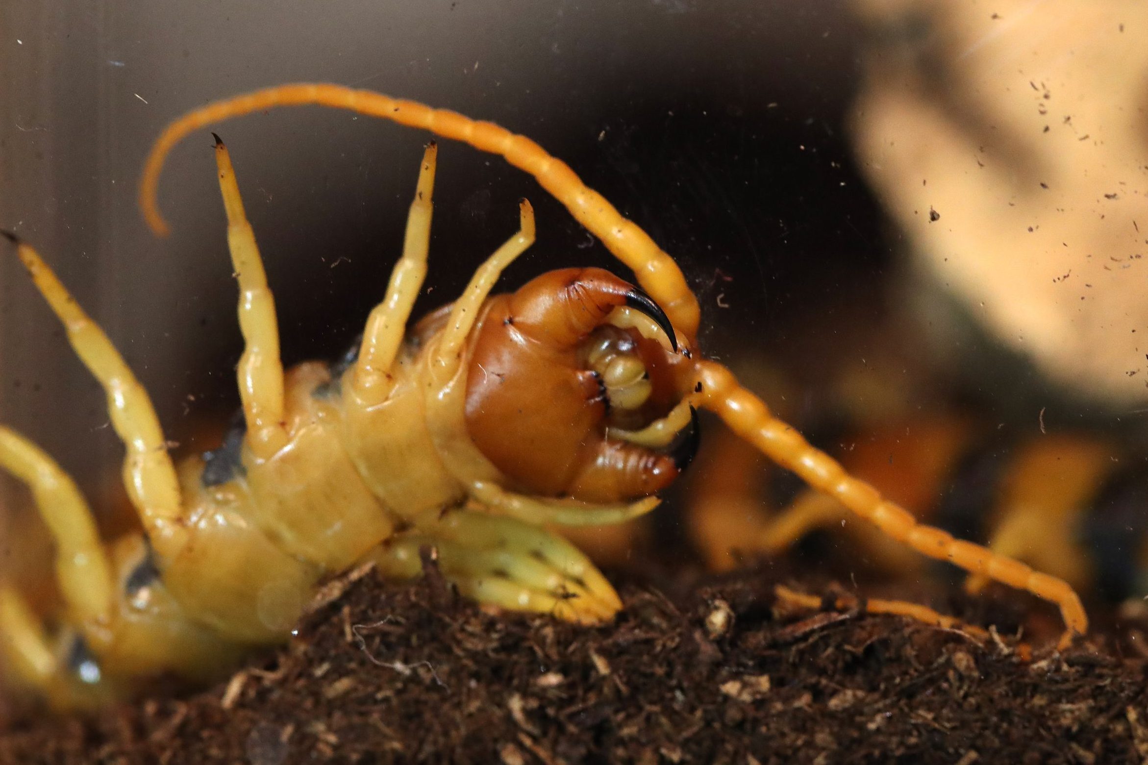 A look behind-the-scenes at the Royal Ontario Museums Live Room and curatorial workshop for their upcoming display "Spiders: Fear & Fascination". The show allows visitors to come face-to-face with tarantulas, centipedes, huntsman, jumping, fishing, and ogr