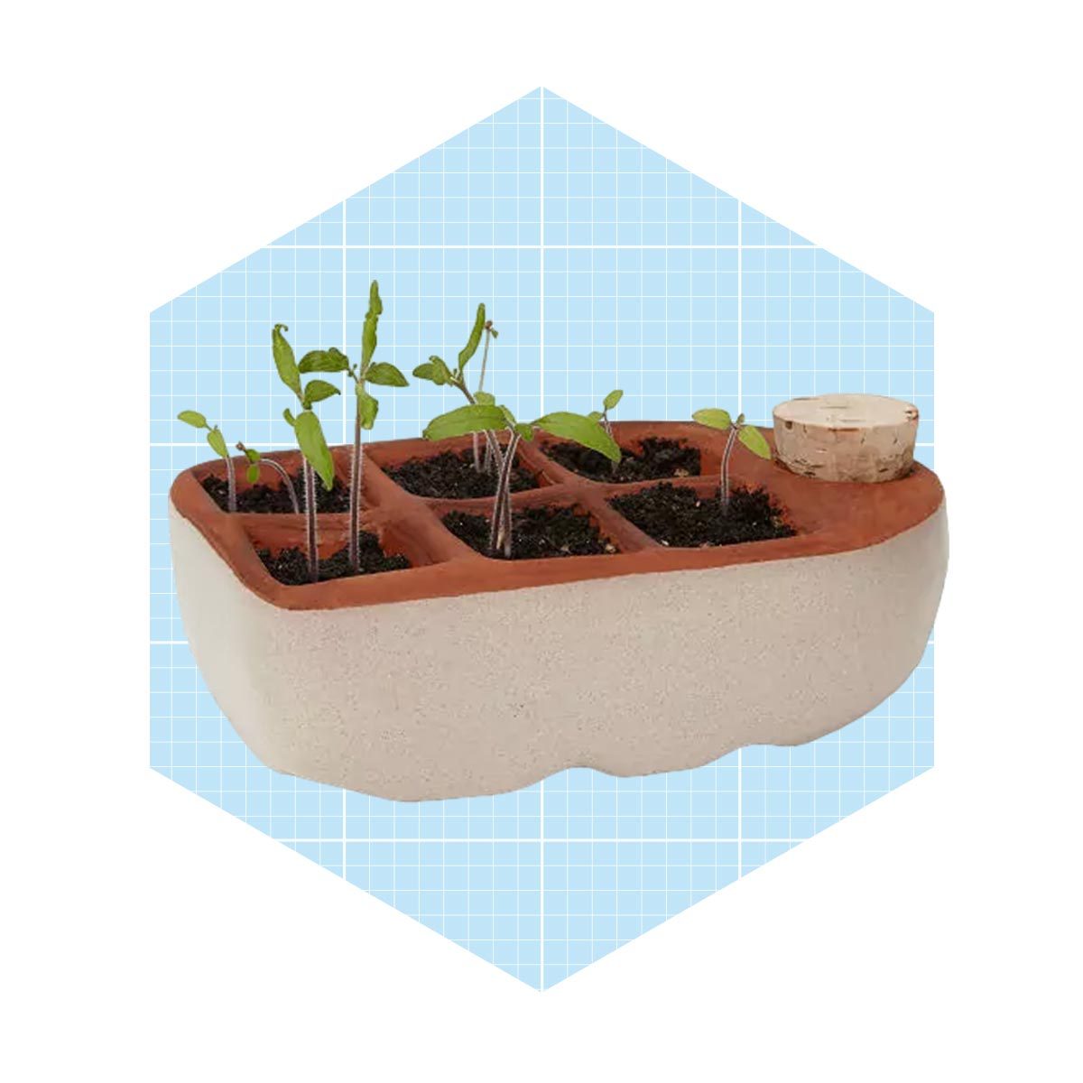 A rectangular planter holds several small plants growing in soil, resting on a light blue grid background, with a cork stopper on one side.