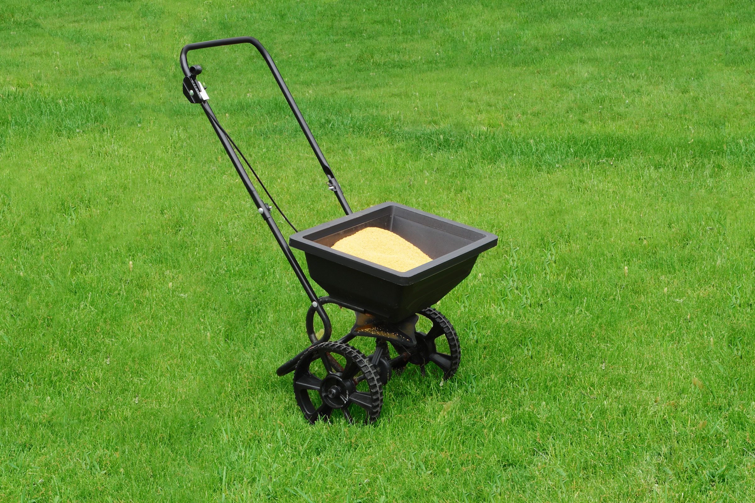 Sulfur for Lawn Care – How Often Should You Apply It?
