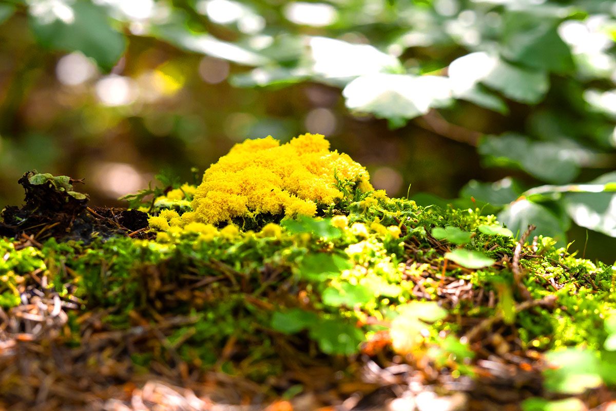 Scrambled Egg Slime (fuligo Septica) Mushroom Growing In Forest