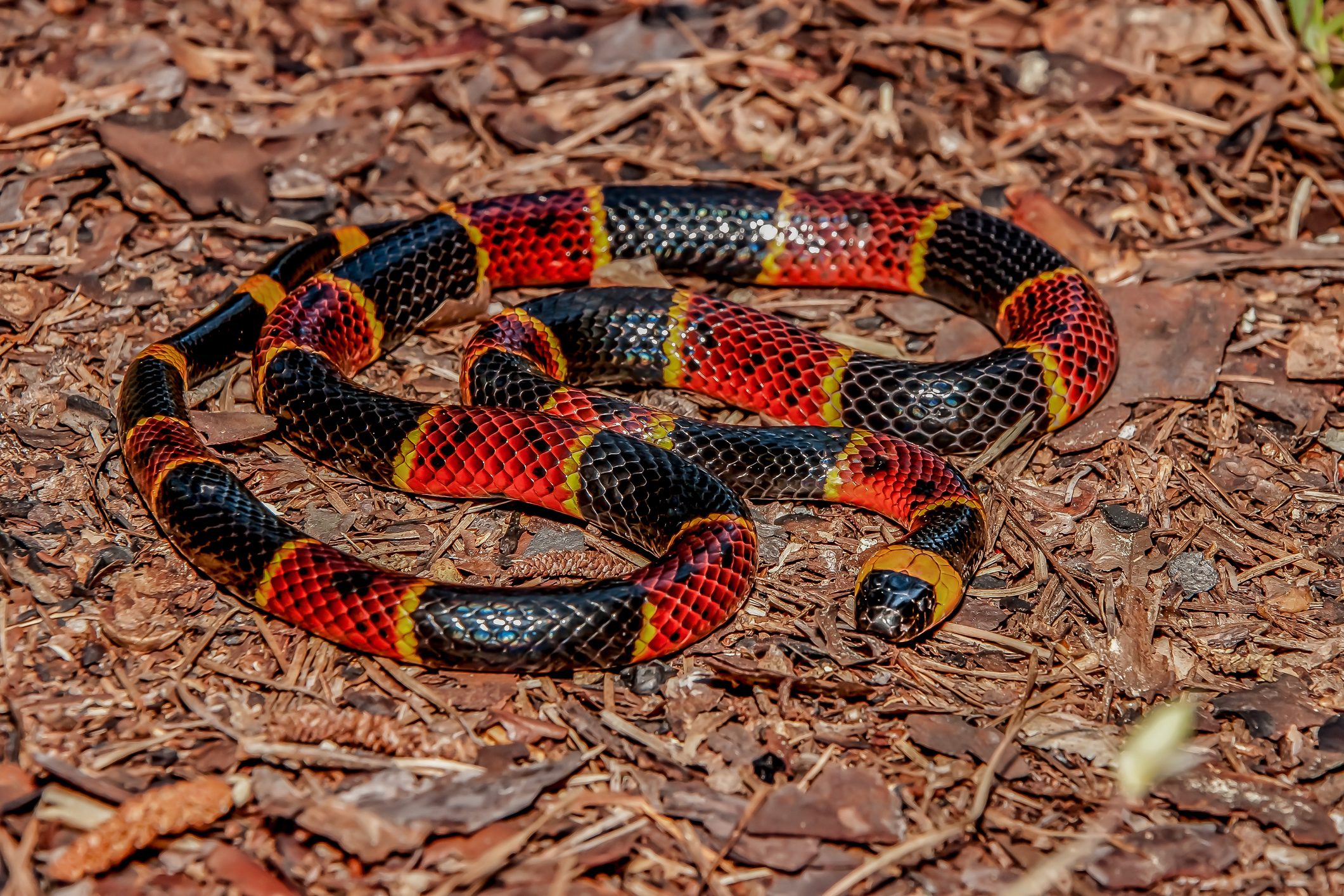 A brightly colored snake with red, black, and yellow bands rests on a bed of dried leaves and twigs in a natural setting.