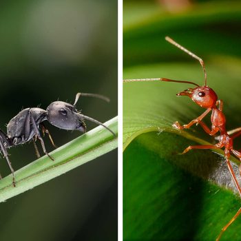 Two ants are positioned side by side: a black ant on a green leaf and a red ant on another green surface, showcasing their distinct colors and features.