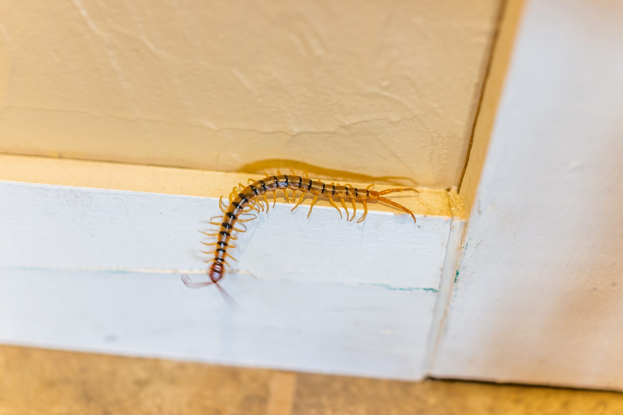A centipede crawls along the edge of a floor, transitioning from a light blue baseboard to a textured beige wall.