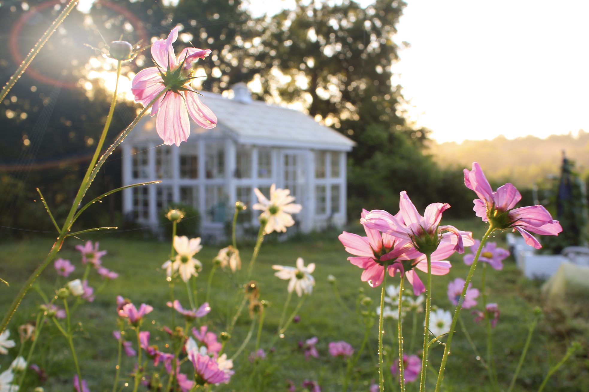 Beautiful Sunrise Garden Scene with Pink and White Cosmos Flowers in foreground and bokeh/blurred greenhouse in background, sun dappled selective focus