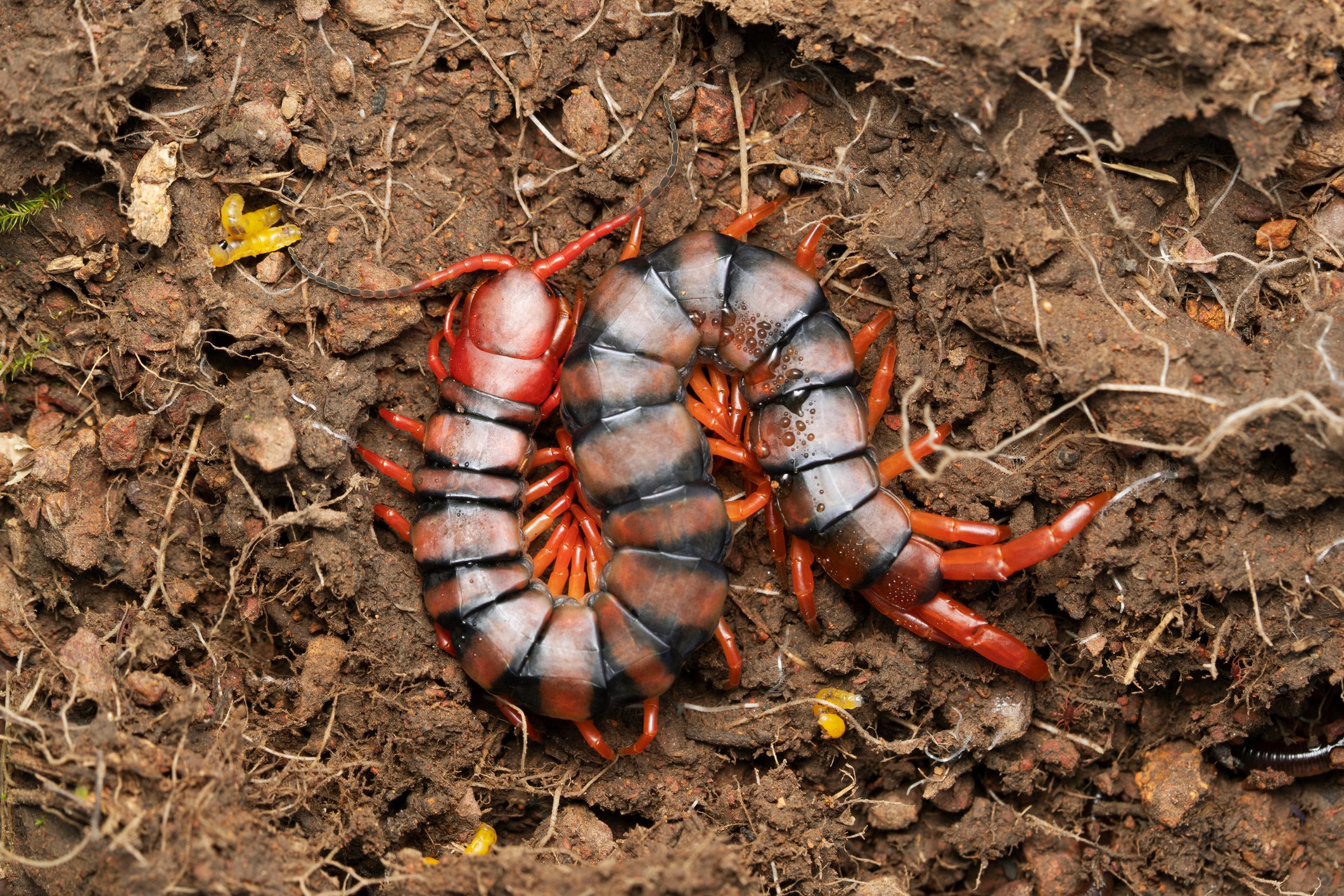 A centipede twists around in dark, moist soil, with roots and small debris surrounding it, indicating a natural, earthy habitat.