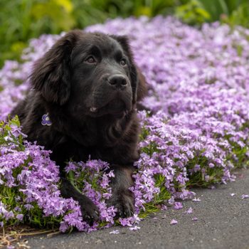 A black dog lies among vibrant purple flowers beside a path, gazing calmly into the distance. The setting is a lush garden.