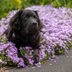 How to Keep Dogs Out of Your Flower Beds