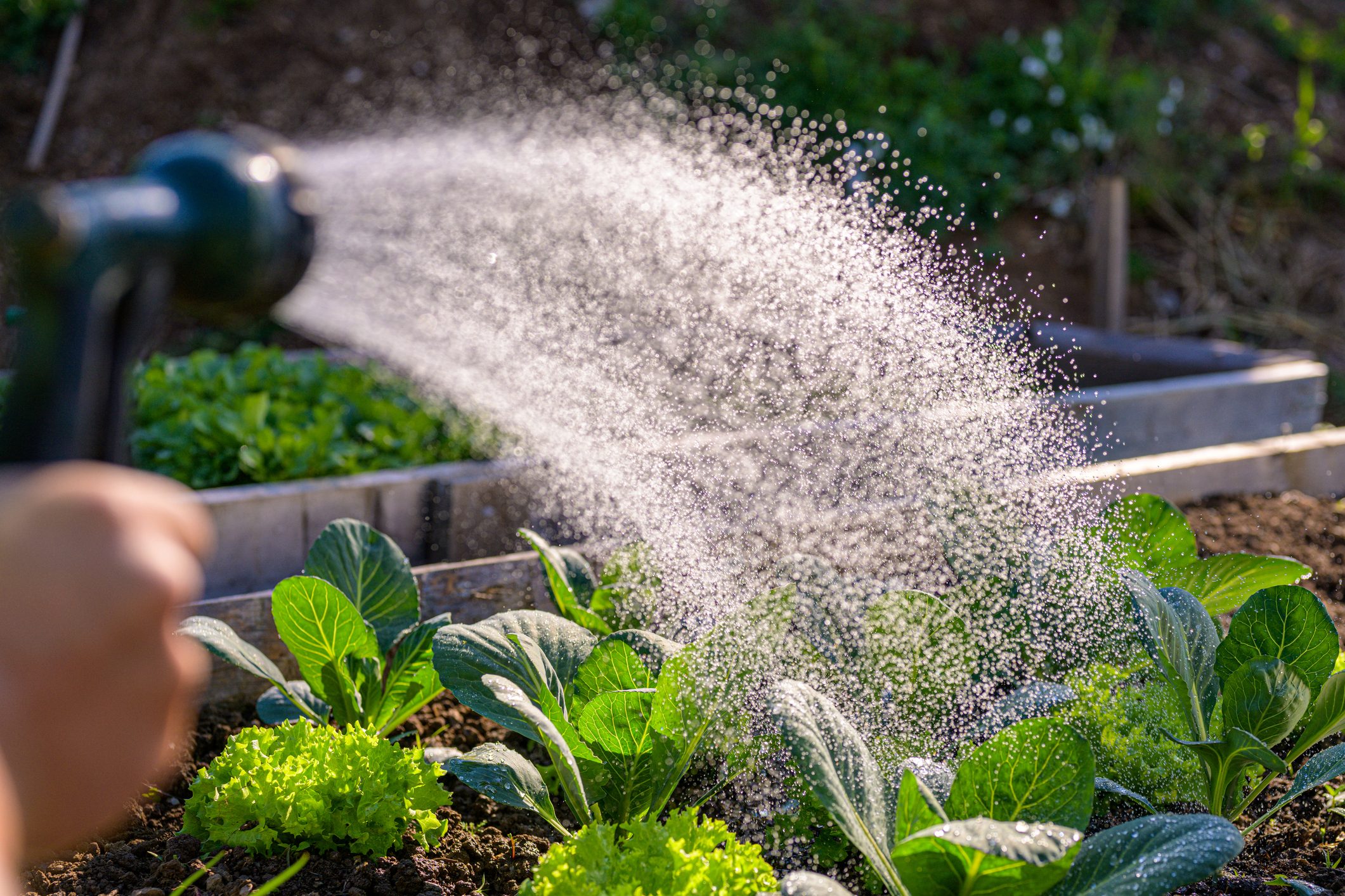 Human hand watering plants