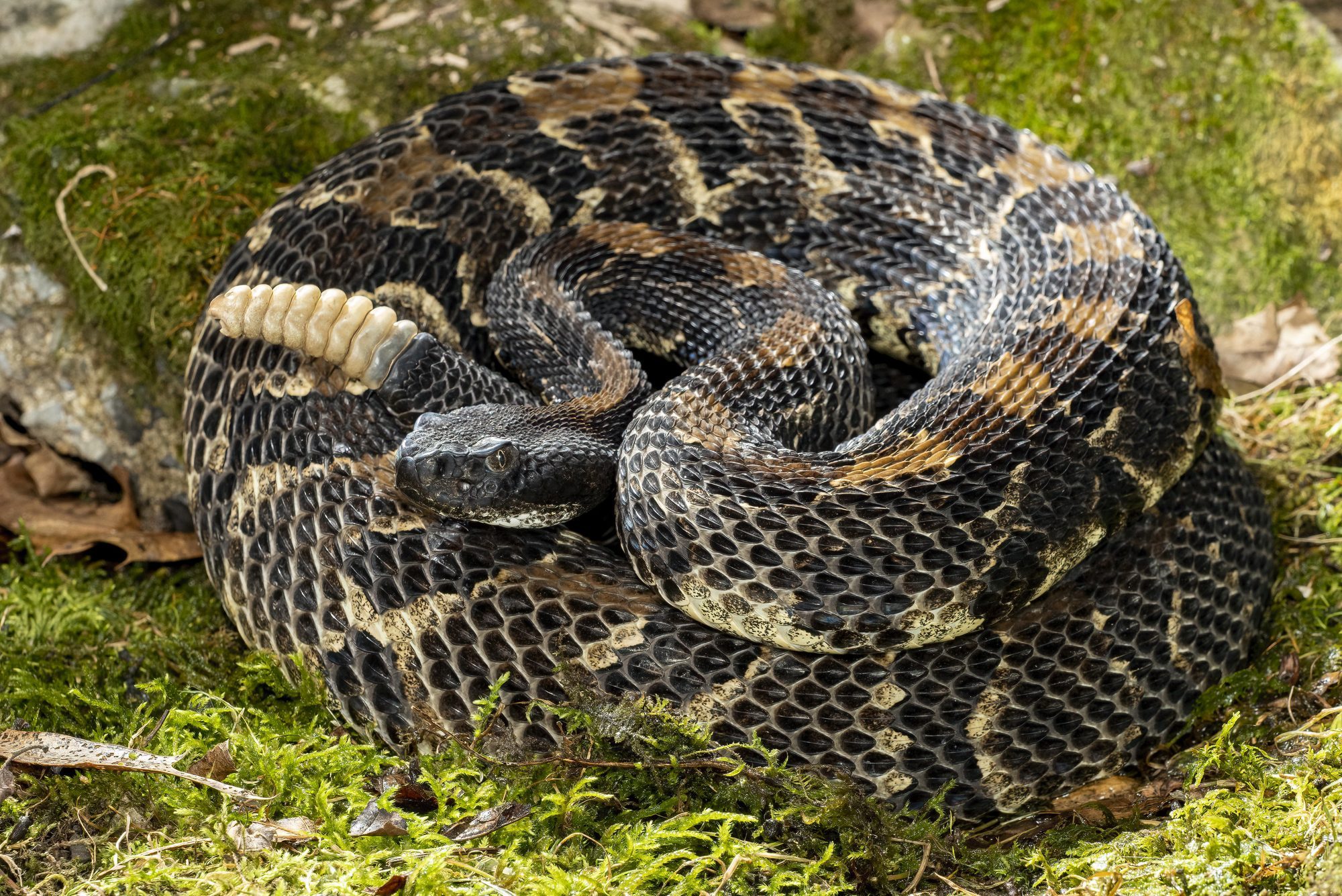 A coiled snake sits on mossy ground, displaying distinctive patterned scales and a watchful head, surrounded by leaves and stones.