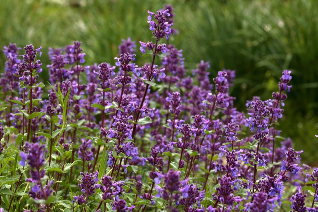 Flower. alpine flowering. Nepeta mussini. commonly called 
