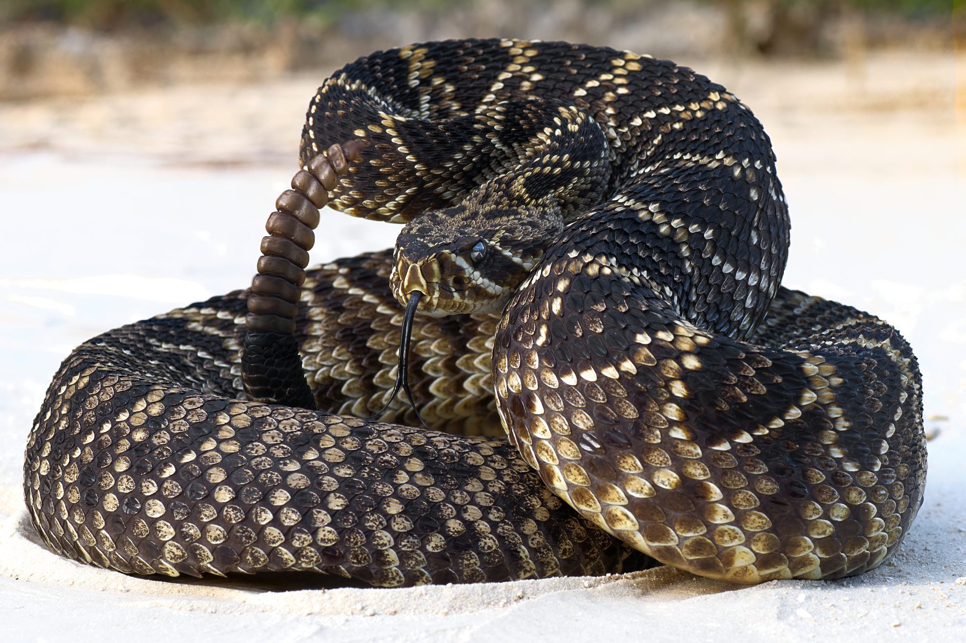 A coiled snake rests on the sandy ground, flicking its tongue. The environment features a blurred, natural background with soft lighting.