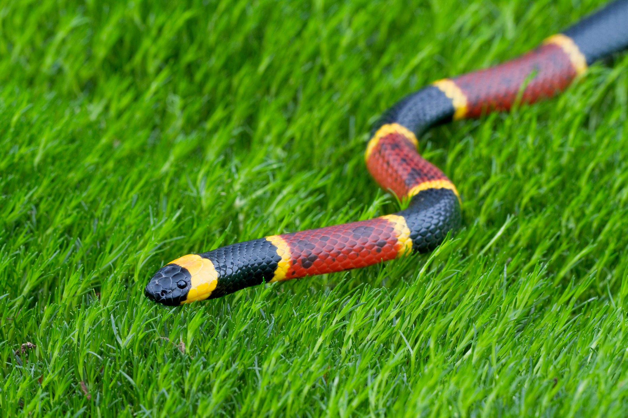 A colorful snake with black, red, and yellow stripes slithers through vibrant green grass in a natural outdoor setting.