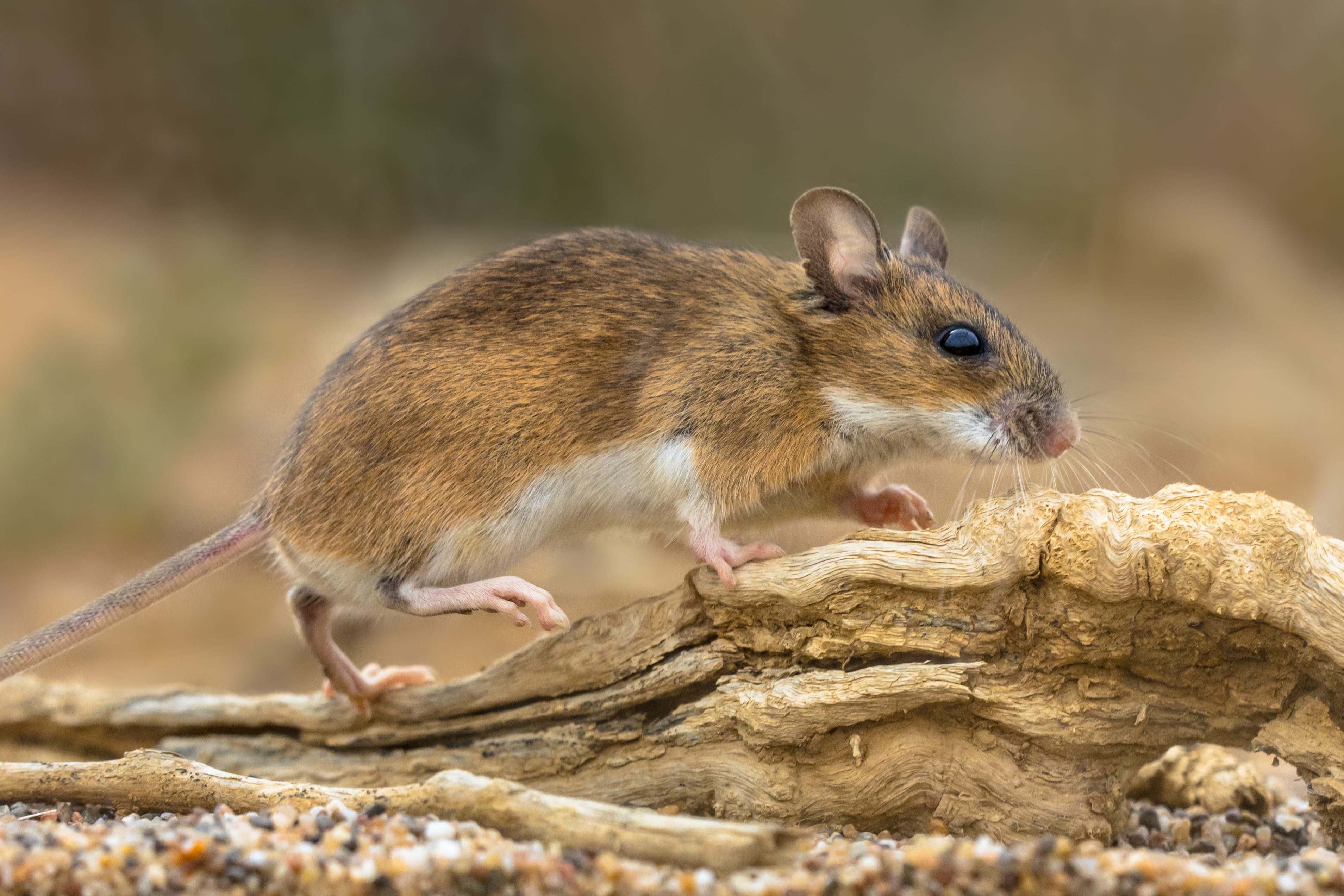 A small mouse scurries across a textured piece of wood, surrounded by soft, blurred earth tones in a natural setting.