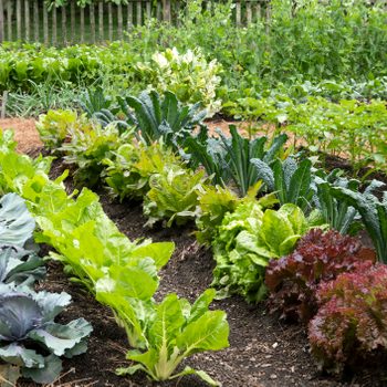 A variety of leafy green vegetables grow in neat rows, thriving in fertile soil, surrounded by a vibrant garden in a sunny outdoor setting.