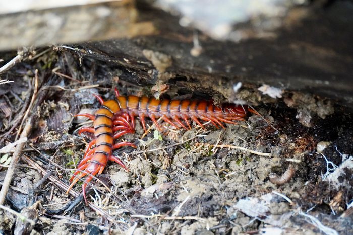Sumatran giant centipede