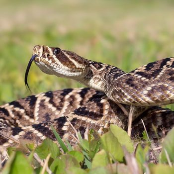 A patterned snake lifts its head and flicks its tongue in a grassy environment, showcasing its scales against a blurred green background.