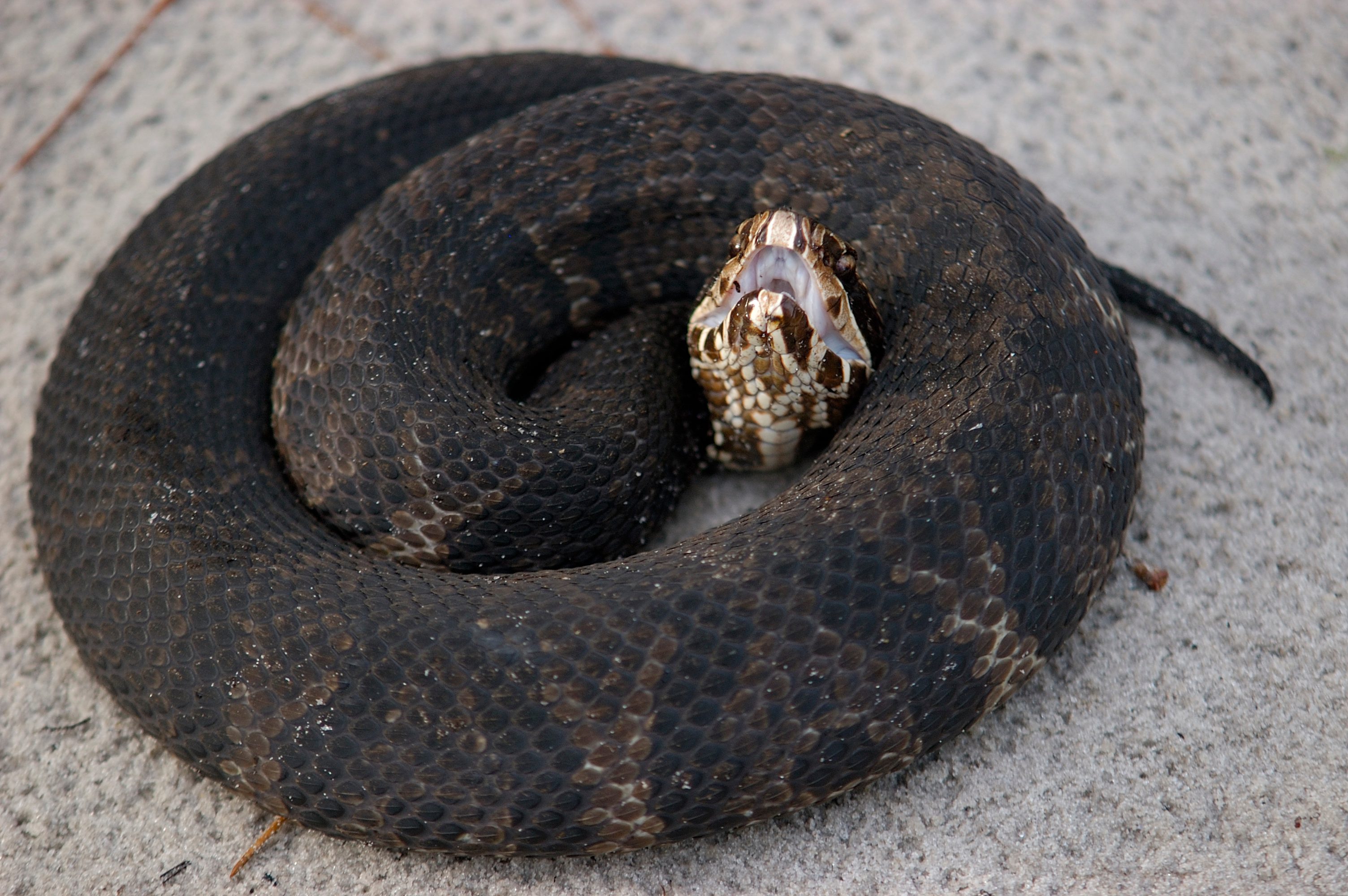 A coiled snake rests on a flat, textured surface, displaying its patterned skin and open mouth, suggesting a defensive posture in a natural setting.
