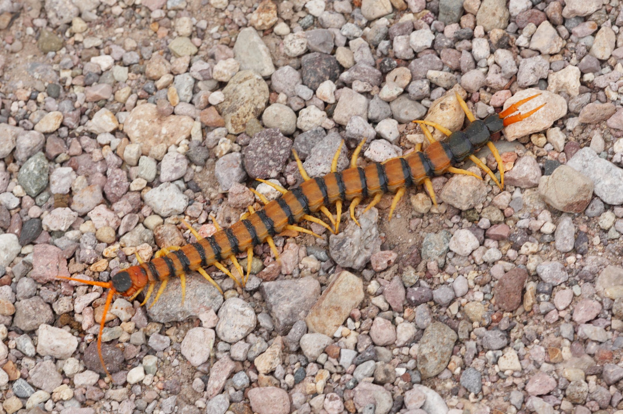 A large centipede with orange and black stripes moves across a rocky, gravelly surface, surrounded by various small stones of different colors.