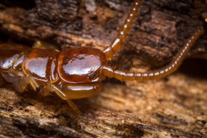 Cryptopid Centipede Theatops californiensis